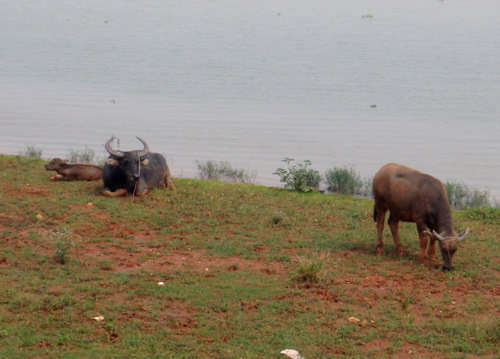 Water Buffalo.